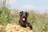 BEAUCERON - PUPPIES 054